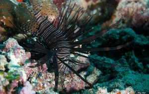 Maldives 2021 - Rascasse volante - Red lionfish - Pterois miles - DSC00352_rc